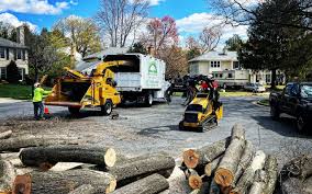 Best Fruit Tree Pruning  in North Braddock, PA