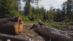 Tree and Shrub Care in North Braddock, PA