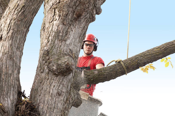 Best Lawn Pest Prevention  in North Braddock, PA